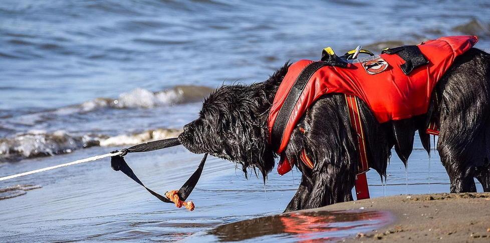 Cani da salvataggio faranno da modelli per un calendario 