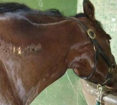 Cavallo ustionato nella scuderia «È stato l’artiere a dargli fuoco» 