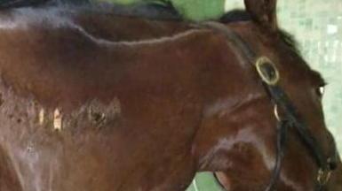 Cavallo ustionato nella scuderia «È stato l’artiere a dargli fuoco»