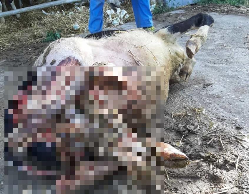 Attacco dei lupi nella stalla di Cadé «È la seconda volta in pochi giorni» 