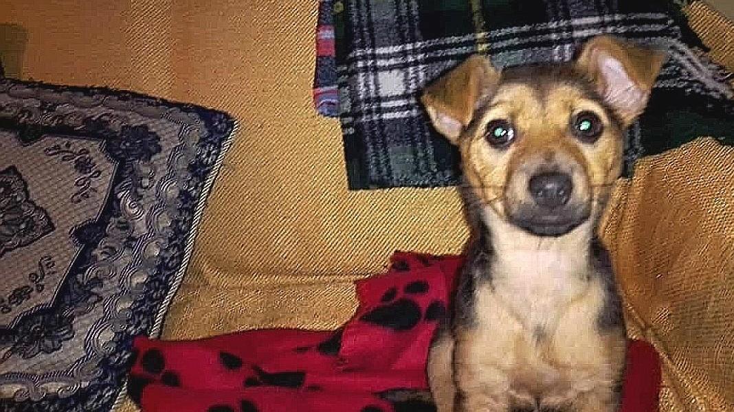 Torpè la cagnetta Asia avvelenata nella frazione di Talavà