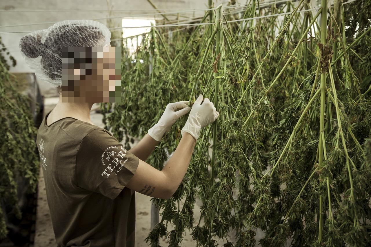La lavorazione della canapa in uno stabilimento