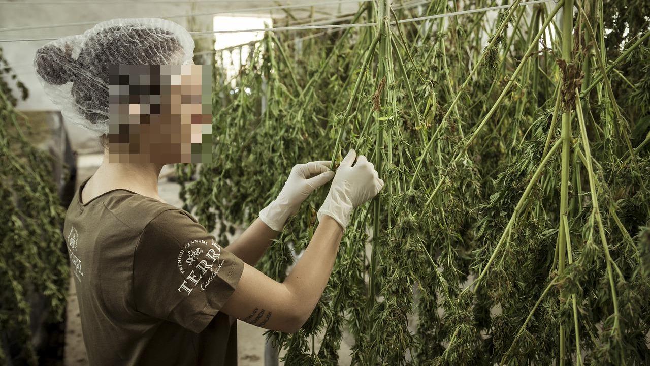 La lavorazione della canapa in uno stabilimento