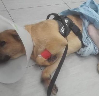 Camillo è un cane sfortunato Appello per farlo operare
