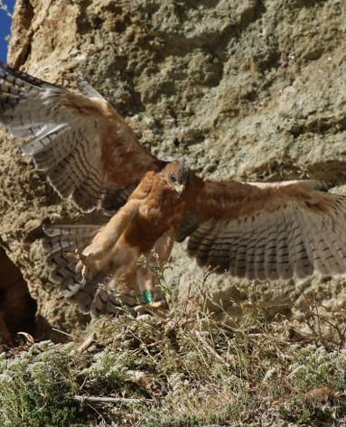Tre aquile di Bonelli per ripopolare le montagne dell’isola 