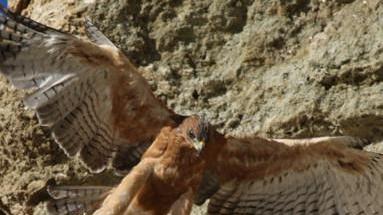 Tre aquile di Bonelli per ripopolare le montagne dell’isola