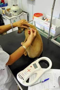 Microchip gratis per i cani delle aziende