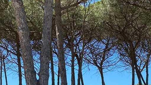 Pineta di Maria Pia ripulita da 200 chili di rifiuti