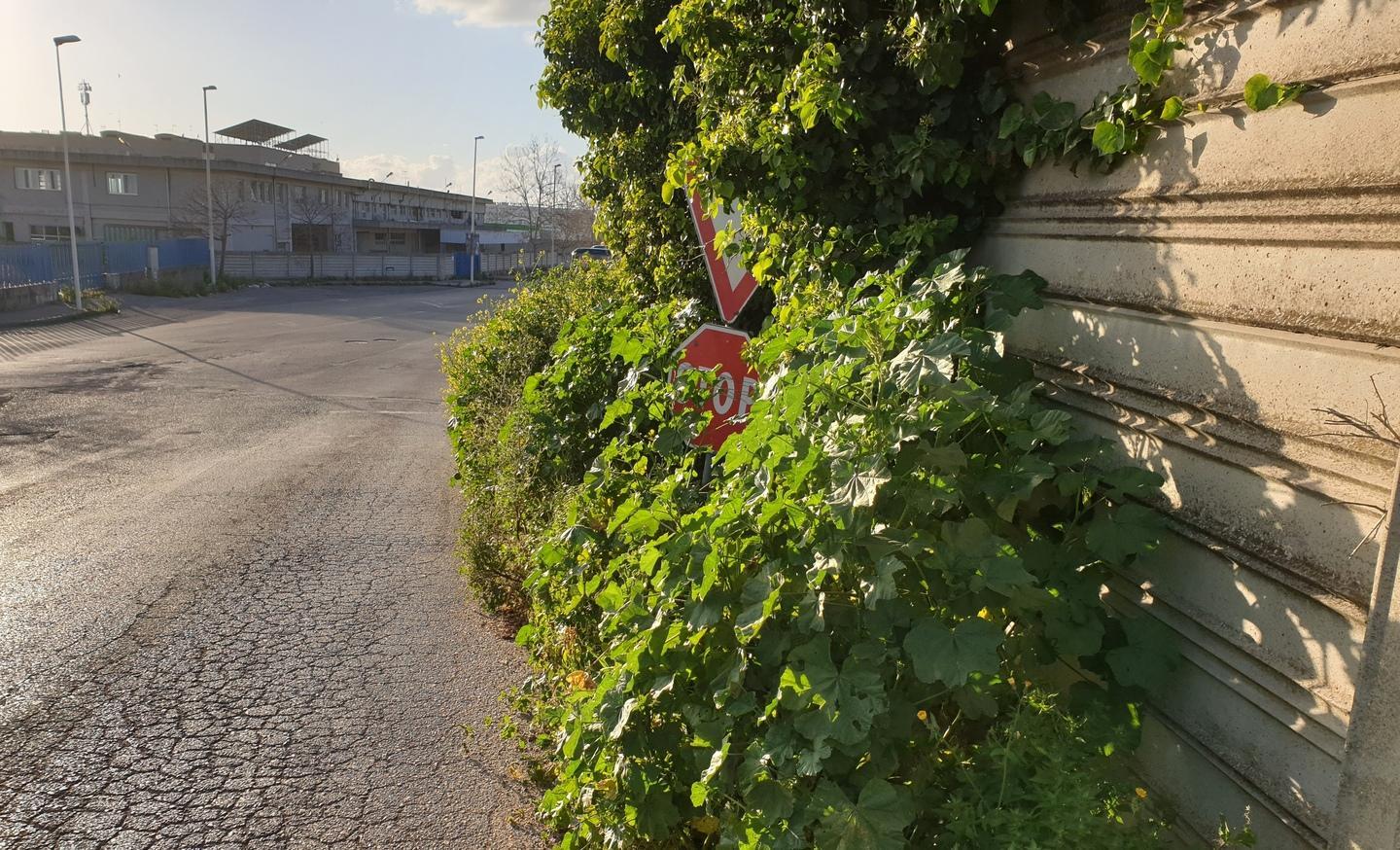 Uno stop nascosto dagli arbusti