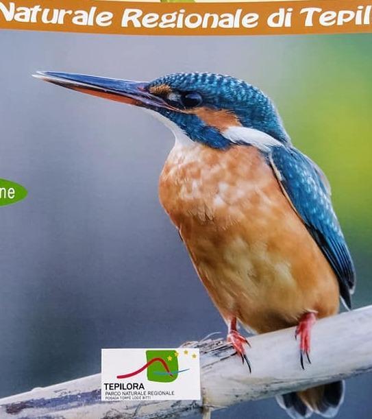 Un album di figurine con gli animali del Parco 