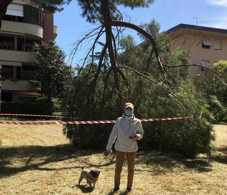 Il grosso ramo caduto e recintato in via Mercurio