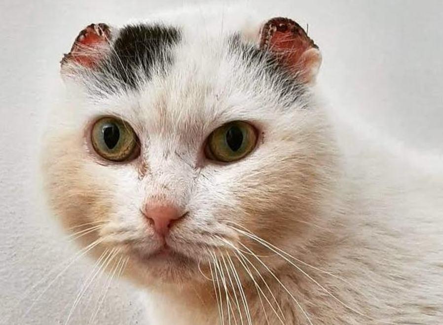 Il gatto Fiocco è fuggito, appello per ritrovarlo: «Ha bisogno di cure» 