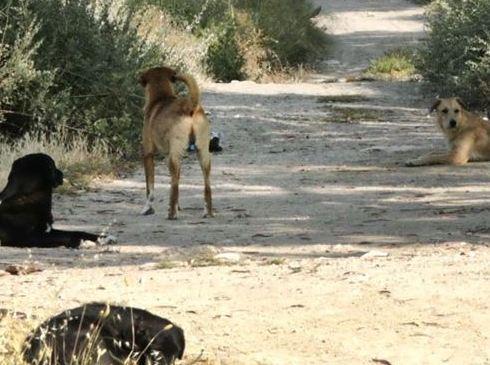 Lotta al randagismo, dal Comune 25mila euro 