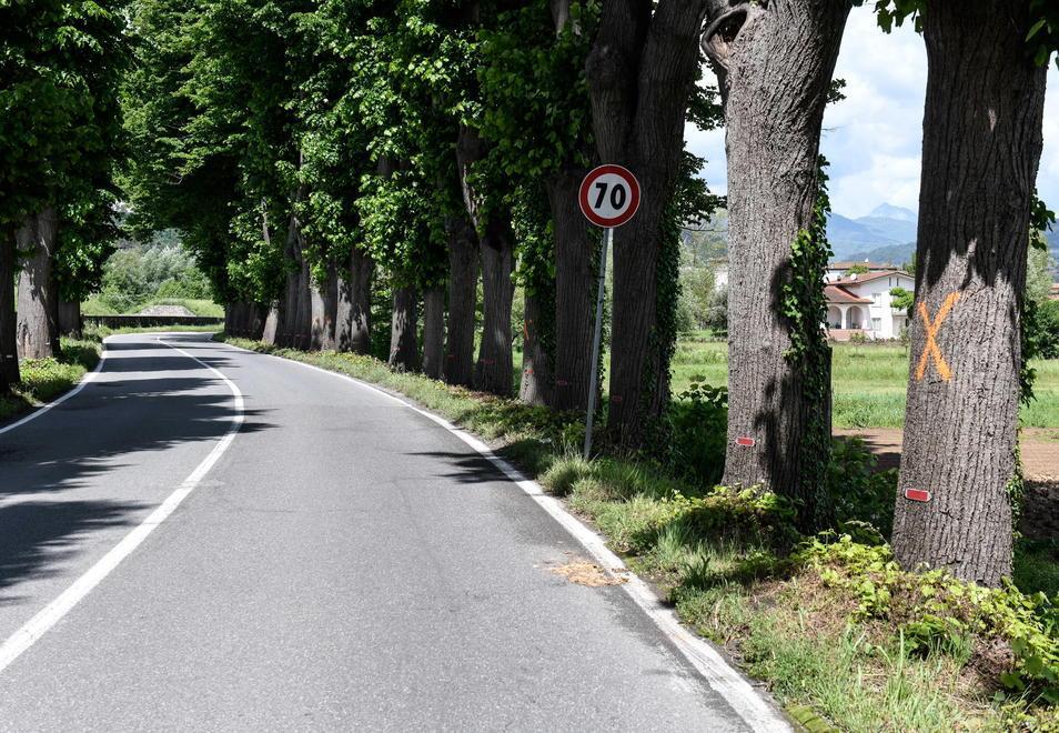 Condannati a morte diciassette tigli: saranno abbattuti entro la fine dell’anno 
