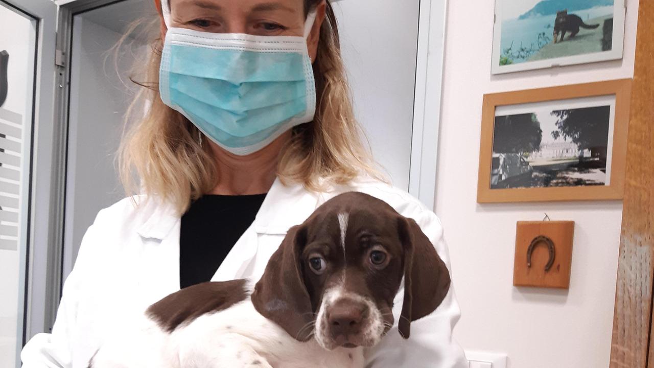 Una veterinaria dell’Asl con un cagnolino