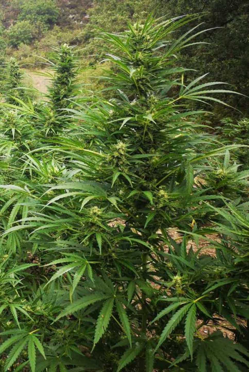 Piantagione di marijuana: 34enne condannato 