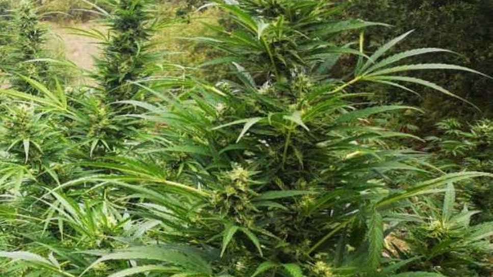 Piantagione di marijuana: 34enne condannato