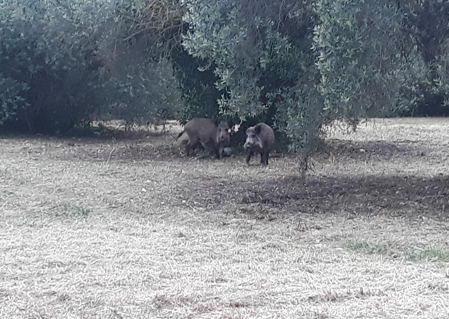 Sassari, cinghiali in città: scatta l’allarme 