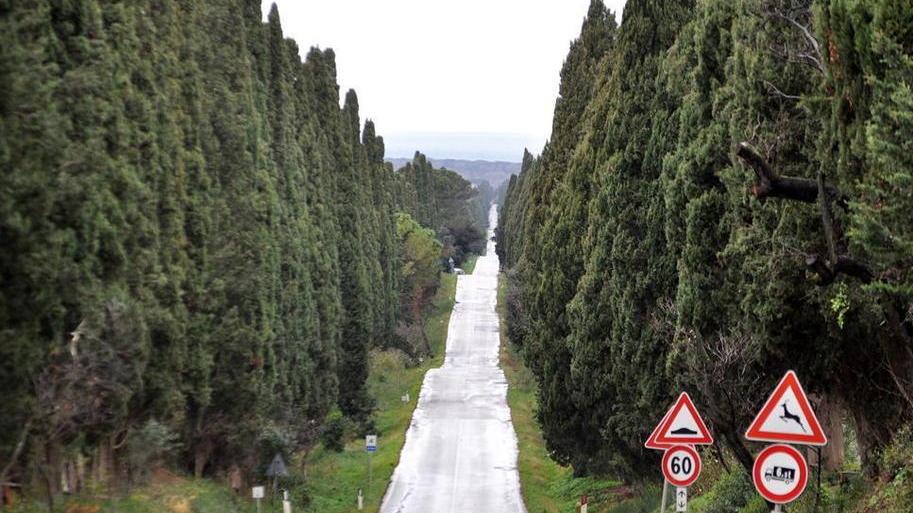No all’autovelox fisso o ai dossi sul viale di Bolgheri: paesaggio da tutelare