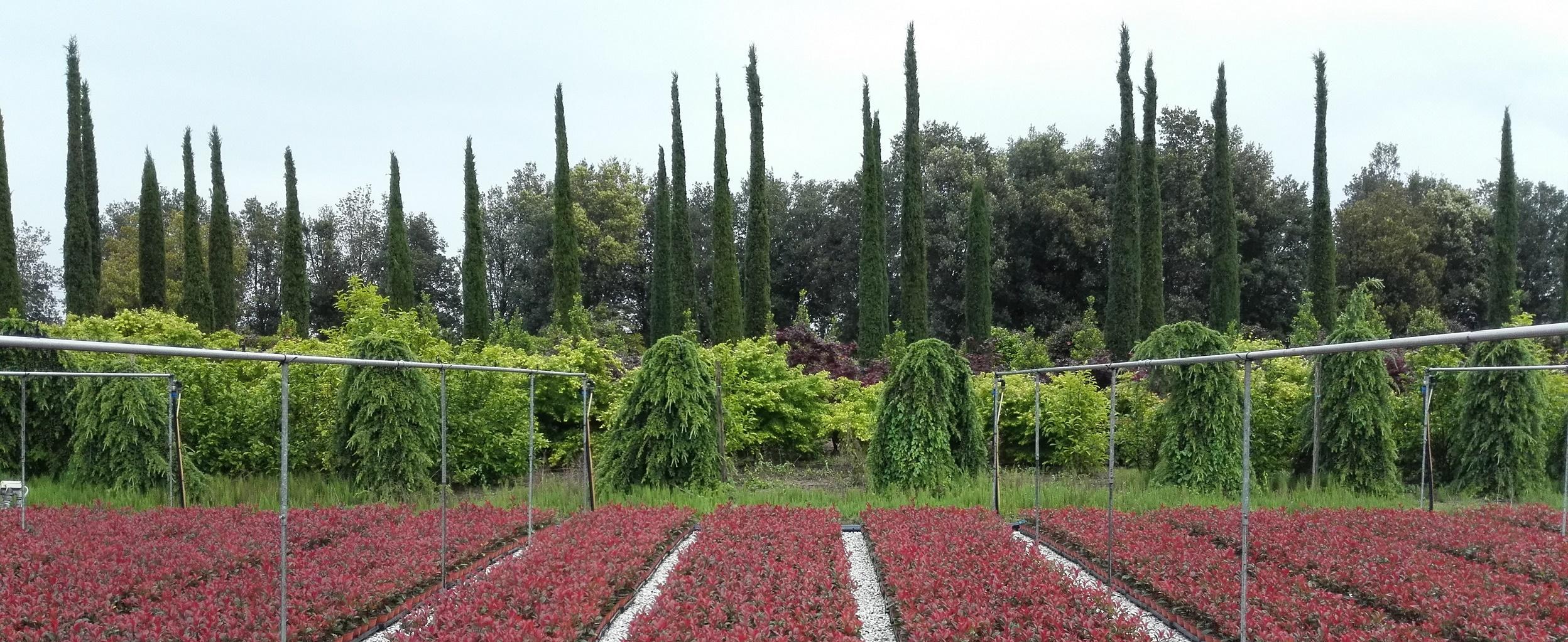 Vivaismo di Pistoia e Pescia salva 2.000 specie