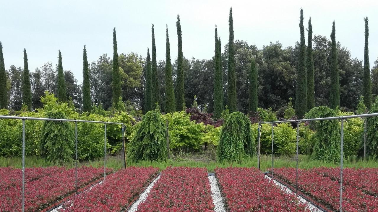 Vivaismo di Pistoia e Pescia salva 2.000 specie