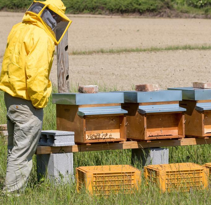 Valorizzazione delle api Tre imprenditrici al top