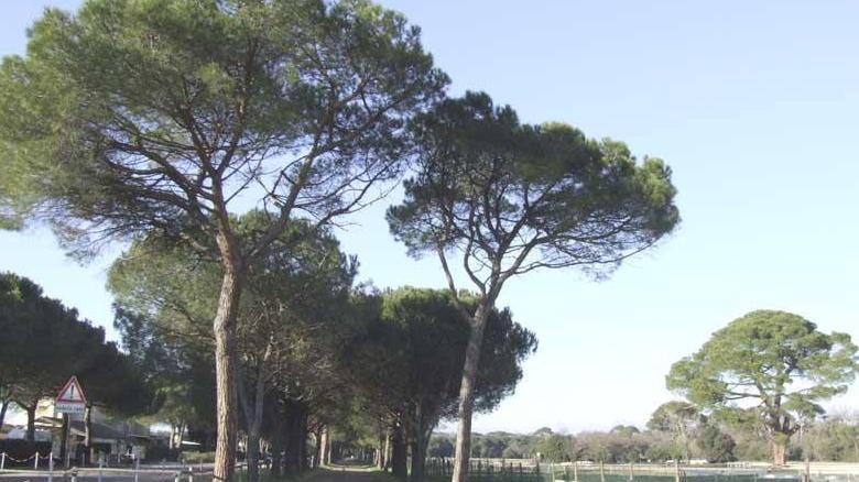 «A San Rossore progetti di recupero e sviluppo»