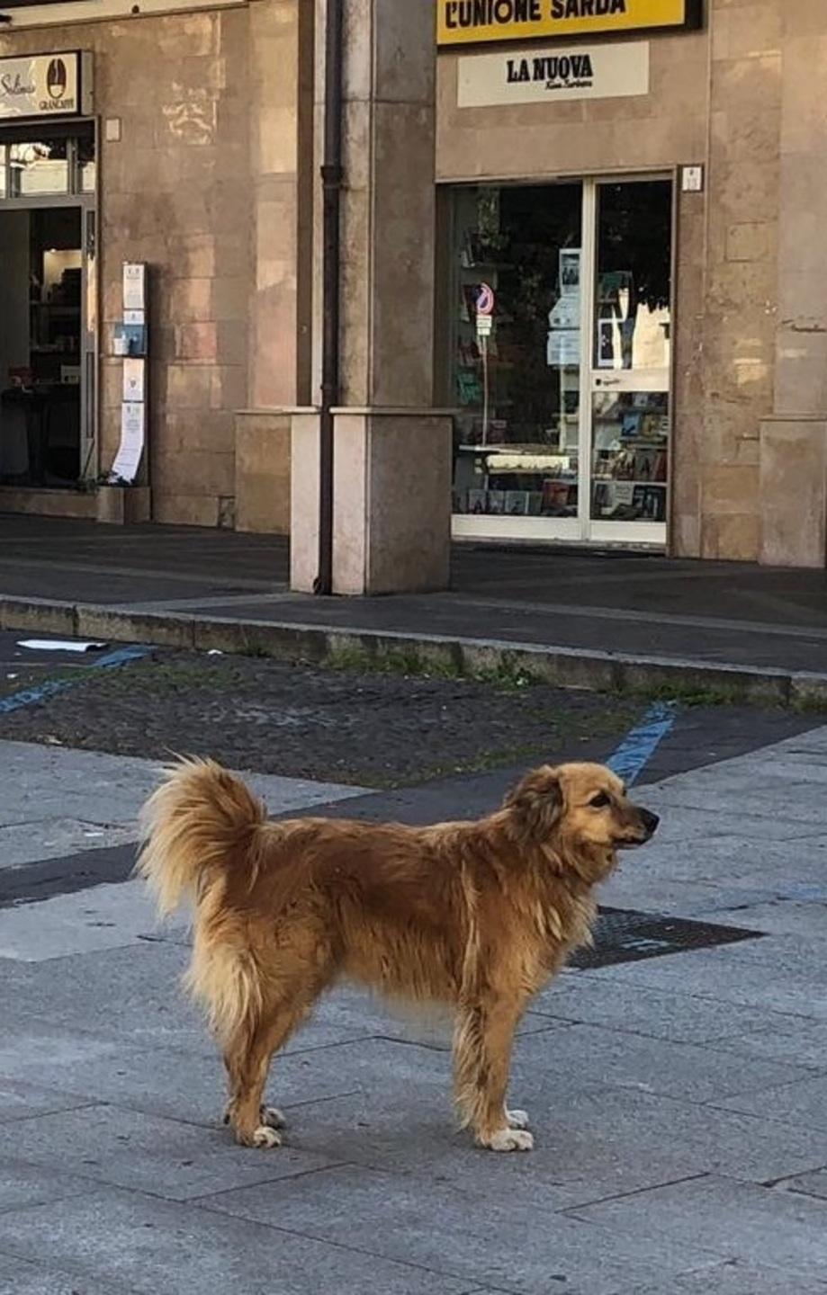 I commercianti: «Affidateci Garibaldi» 