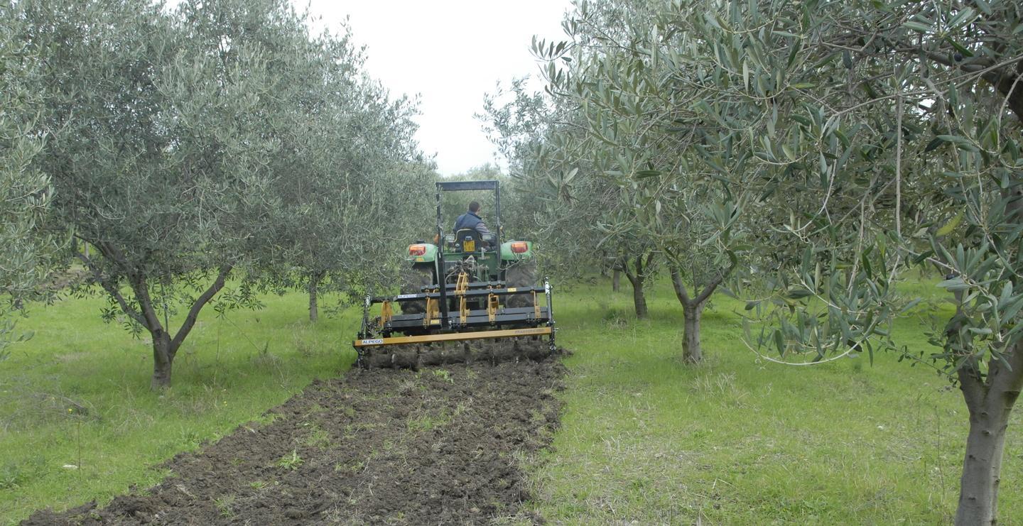 Merenda con l’olio della Romangia 