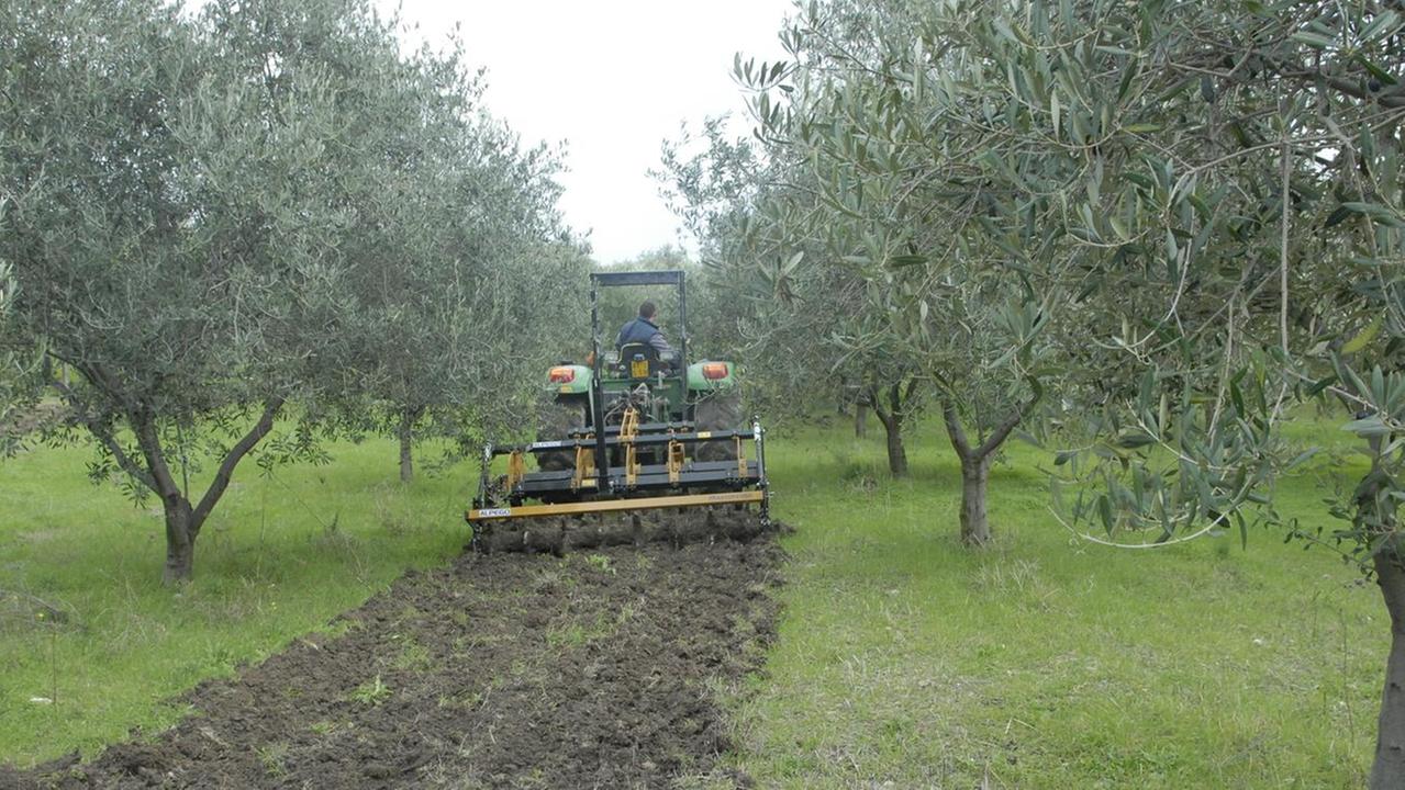 Merenda con l’olio della Romangia