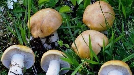 Il meteo aiuta i fungaioli: via alla raccolta con i tesserini scontati