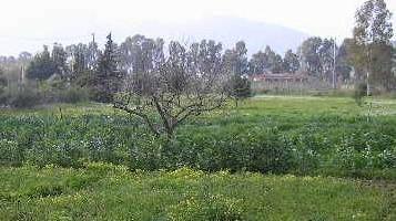 «Parco Duai, ho una procura notarile»