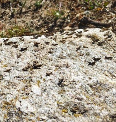 L’allarme della Coldiretti Nuoro-Ogliastra «È il terzo anno consecutivo che succede»