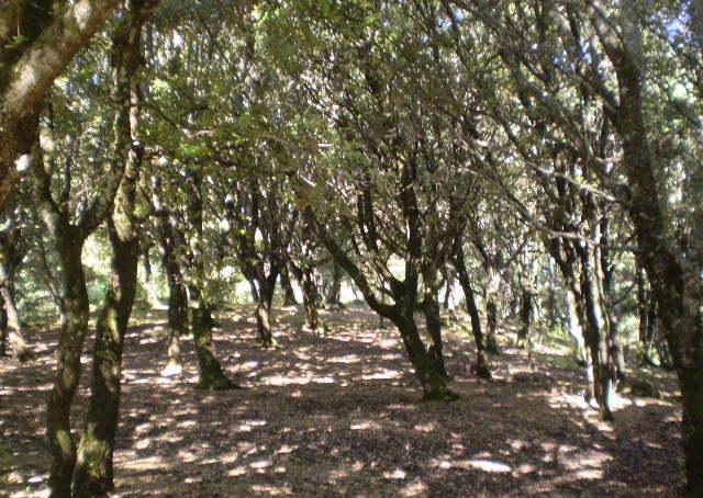 Bolotana, Silanus e Bortigali valorizzano insieme le aree protette