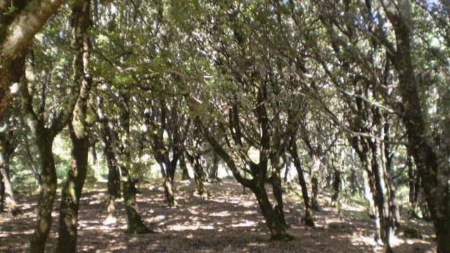 Bolotana, Silanus e Bortigali valorizzano insieme le aree protette