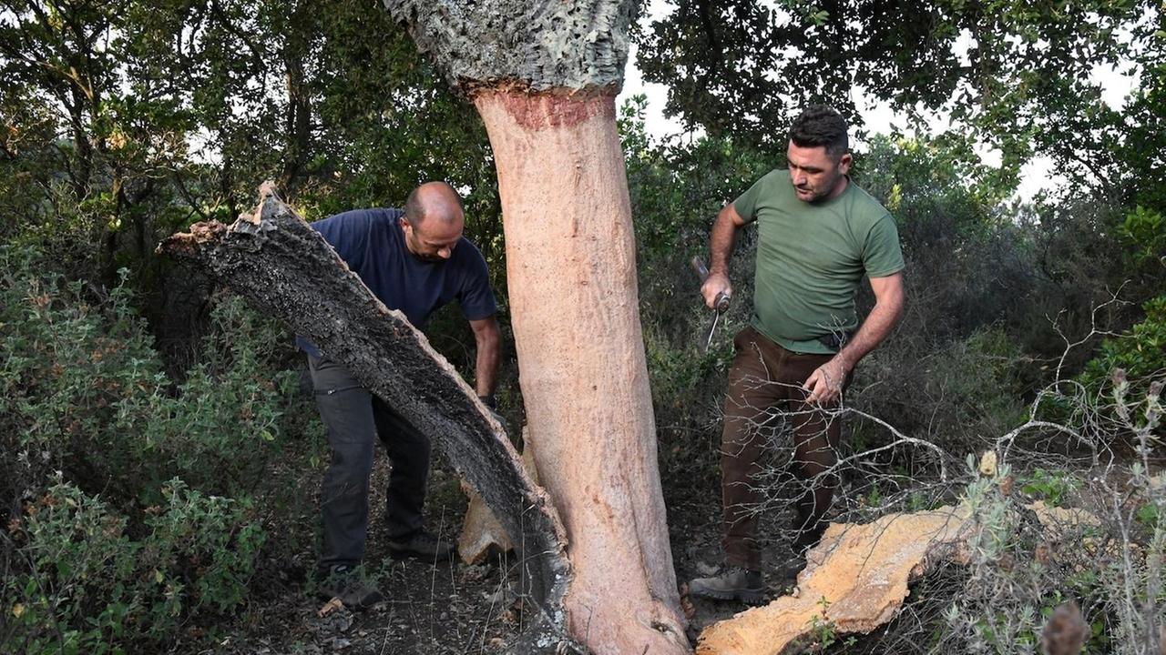 Via all’asta del sughero a Orune: 700mila euro nelle casse comunali