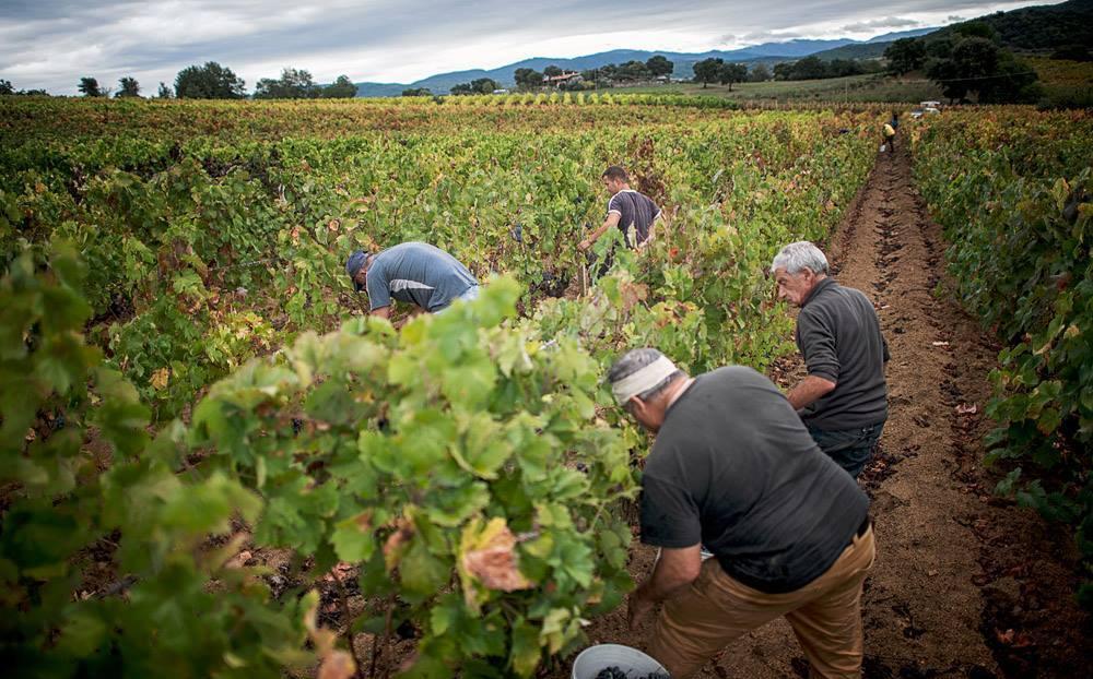 I vigneti del Mandrolisai in vetrina su Sky Arte 