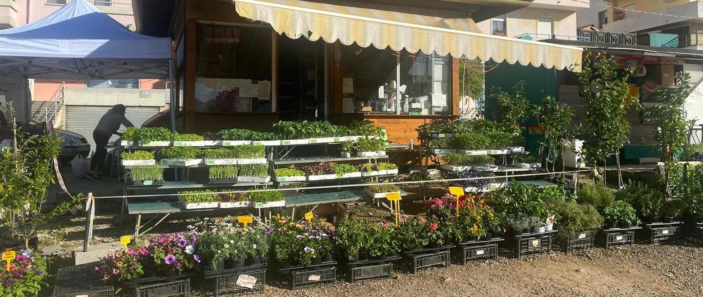 Una città col pollice verde è caccia a semi e piantine 