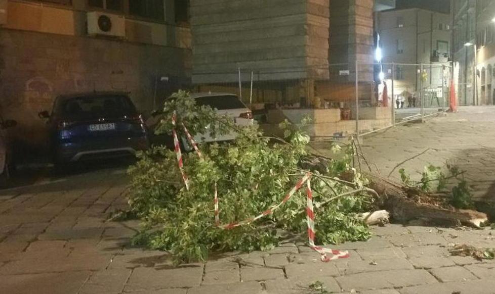 I rami tagliati e lasciati in centro