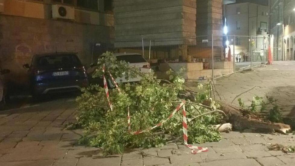 I rami tagliati e lasciati in centro