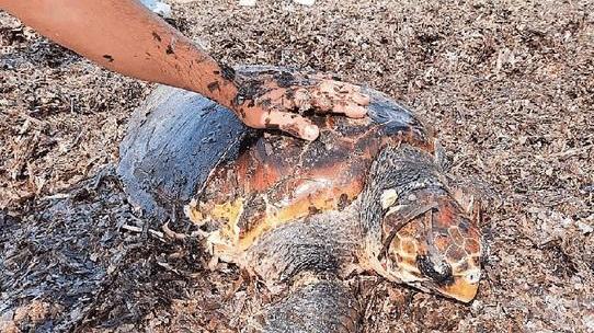 Salvata una tartaruga marina sulla spiaggia a Marina di Campo