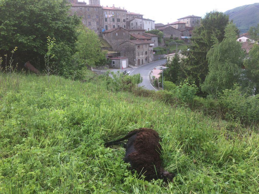 Una delle pecore trovate senza vita