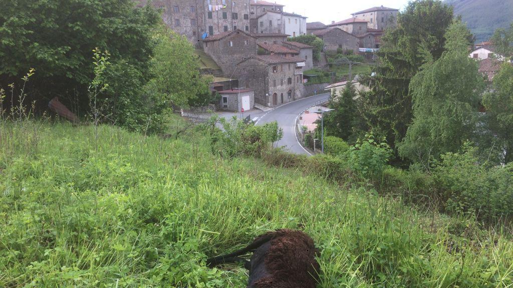 Una delle pecore trovate senza vita
