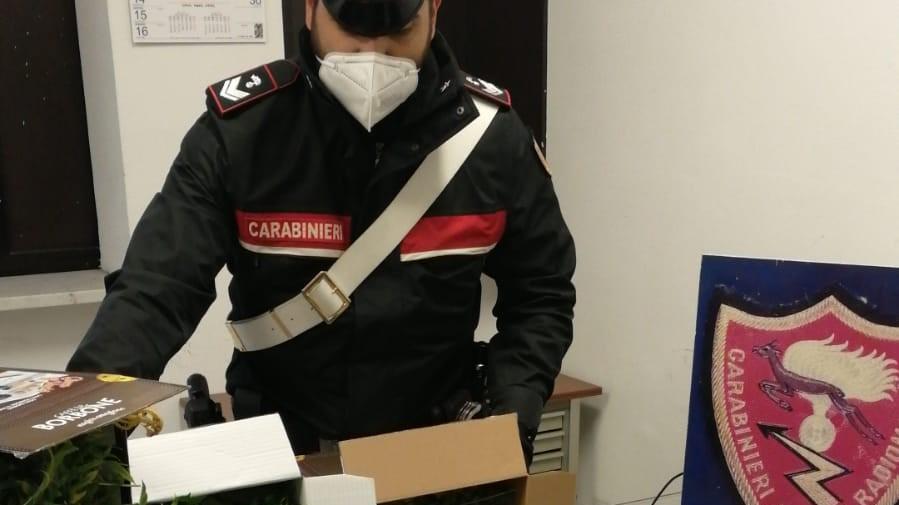 Aveva in casa una serra per coltivare marijuana