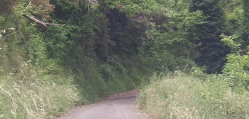 Senza volontari lungo le strade cresce la giungla 