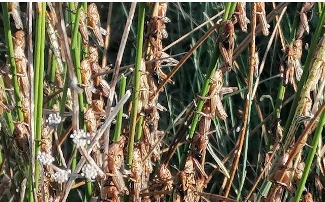 Cavallette nel Marghine ora è stato d’emergenza 