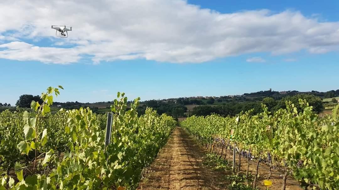 Un drone sorvola un vigneto