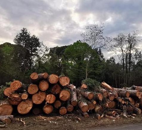 Tagli selvaggi in Pineta, la città protesta e si mobilita 