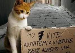 Esche avvelenate per gatti, avvisi in centro