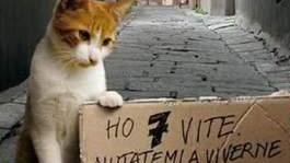 Esche avvelenate per gatti, avvisi in centro
